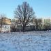 Дуб черешчатый в городе Москва