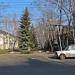Берёзовая аллея в городе Мариуполь
