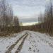 Березовая роща в городе Москва