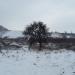 Тарасова груша в городе Запорожье