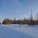 Лес в городе Череповец