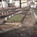 Sowjetisch-polnischer Soldatenfriedhof in Stadt Bautzen