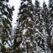 Сахалинская пихта с необычным наростом в городе Москва