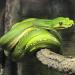 Green Tree Python