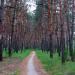 Vashchenkiv Forest