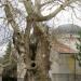 Arbre centenaire