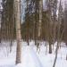 Сосновая роща в городе Череповец