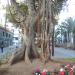 Plaza San Francisco (pl) in Santa Cruz de Tenerife city