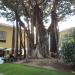 Plaza San Francisco (pl) in Santa Cruz de Tenerife city