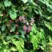 Cloud Forest in Republic of Singapore city