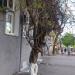 Вьющаяся глициния в городе Севастополь