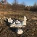 Стихийная свалка в городе Киев