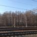 Роща в городе Москва