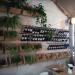 Grono di Rucola in Sopot city