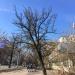 Старая груша в городе Москва