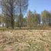 Дубки в городе Щёлково