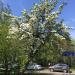 Старая груша в городе Москва