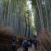 Forest of Bamboo