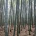 Forest of Bamboo