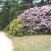 Azalea and Rhododendron Park Kromlau