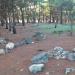 Хвойная лесопосадка в городе Севастополь