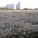 Пшеничное поле в городе Краснодар