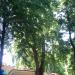 Тополь в городе Москва