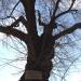 Centuries-old Tree in Sofia city