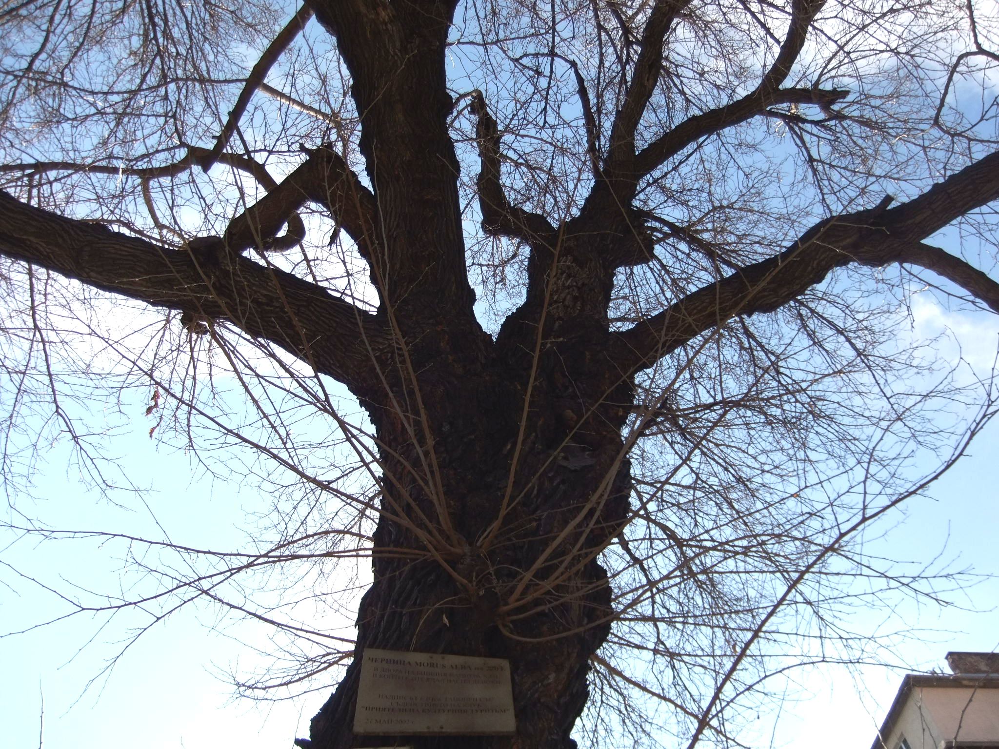 Explore The Pickering Family Tree: Centuries Of History - 1hmwgxi