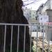 Centuries-old Tree in Sofia city