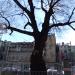 Centuries-old Tree in Sofia city