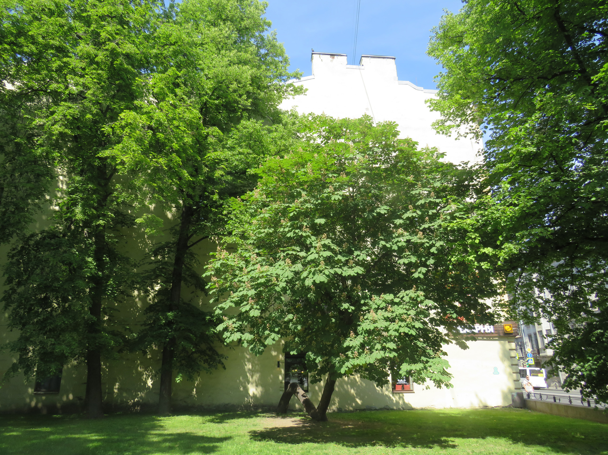 Зеленые деревья Санкт Петербург