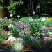 Flower bed in Homieĺ city