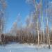 Берёзовая роща в городе Мичуринск
