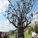 Декорация «Дерево» в городе Тбилиси