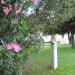 Park (pl) in Novigrad city