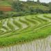 Codcod Rice Terraces