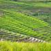 Codcod Rice Terraces