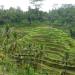 Codcod Rice Terraces