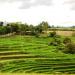 Codcod Rice Terraces