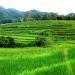 Codcod Rice Terraces