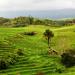 Codcod Rice Terraces