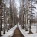 Аллея в городе Ашукино