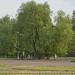 Спиленная большая ива в городе Щёлково