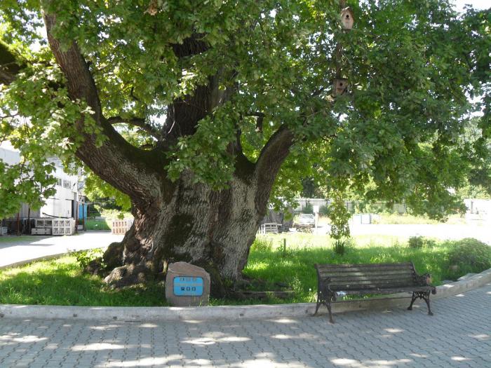 Ladushkin