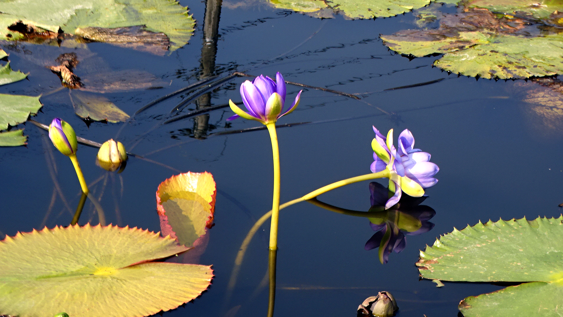 Nammireuksa North Lotus Pond