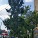 Лиственница в городе Москва