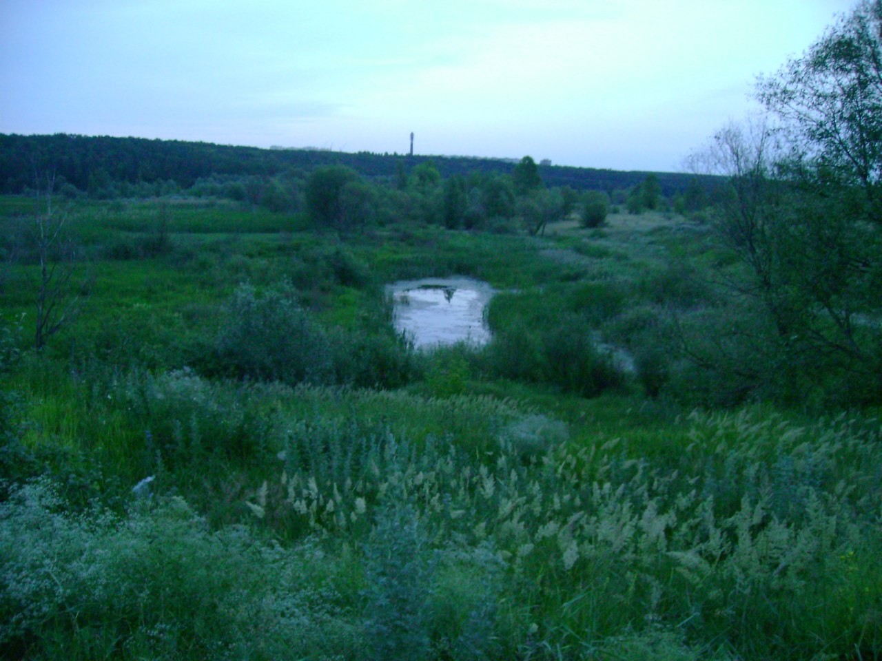 Шиловское болото Воронеж