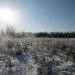 Лесопосадка в городе Набережные Челны