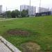Старая ветла в городе Москва